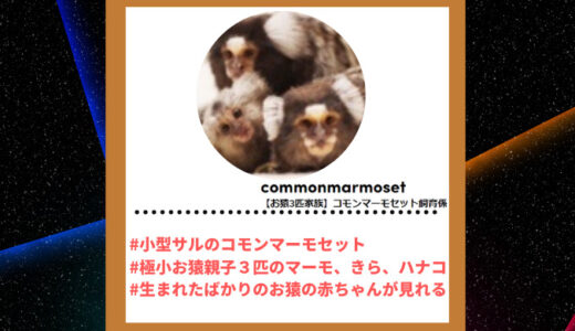 Tiktoker”ティックトッカー”まとめ【(お猿3匹家族)コモンマーモセット飼育係/お猿さん】